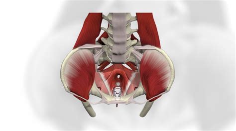 Pelvic Floor Biofeedback Training | Viewfloor.co