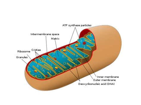 Atp synthesis in organelles