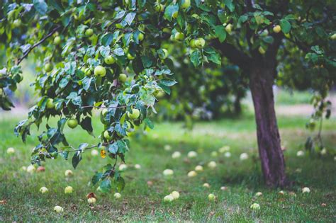 Agroforestry; Types, Importance, Benefits | Environment Buddy