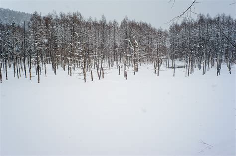 A winter trip to Biei and the blue pond | InHokkaido