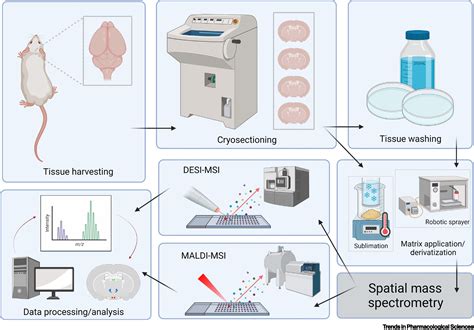 Advances in spatial mass spectrometry enable in-depth ...