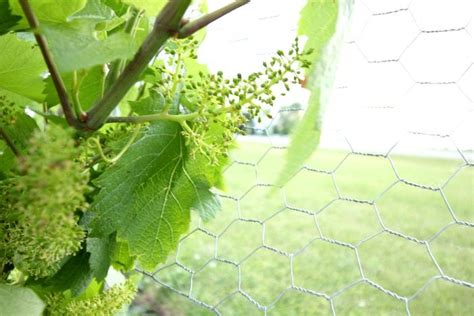 How to successfully grow your first grape vines | The Creek Line House