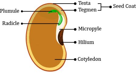 and are the components of the seed coat of beans.