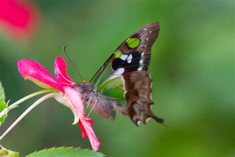 Graphium weiskei weiskei (Purple Spotted Swallowtail) - a photo on Flickriver