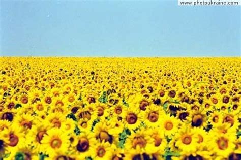 Field of Sunflowers in Ukraine