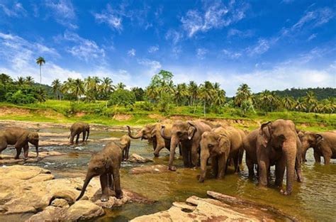 Taman Nasional Way Kambas, Wisata Alam Konservasi Gajah - Infojalanjalan