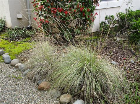 Ornamental Grasses: The Low-Maintenance Deer-Resistant Option For Your Landscape – Craftsmumship