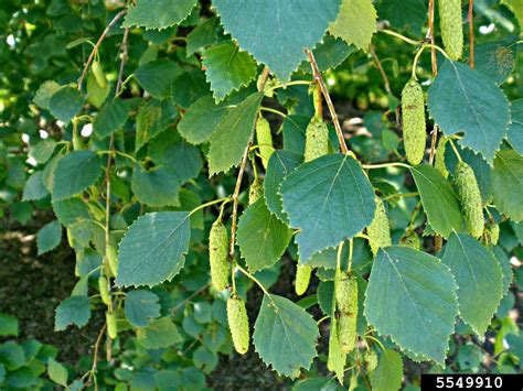 downy birch (Betula pubescens)