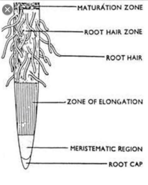 Labelled diagram of root hair - Brainly.in
