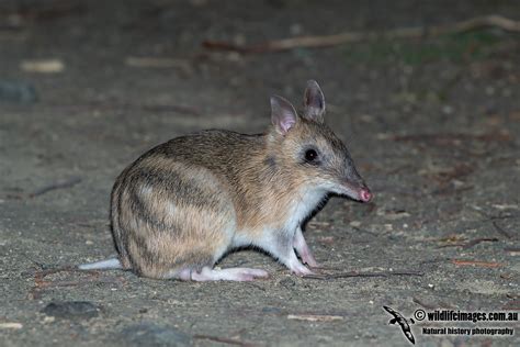 Eastern Barred Bandicoot 8527.jpg photo - Wildlife Images photos at pbase.com