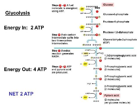 Explain Why There Are Different Numbers of Atp Produced - AntoniokruwWeeks