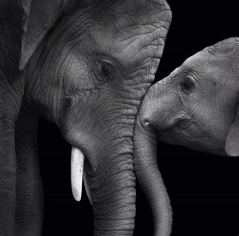 Mom & baby. ️ | Elephant photography, Elephant love, Elephants photos