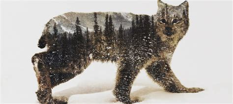 Lynx Art: Canvas Prints & Wall Art | iCanvas