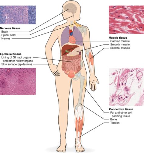 3.1 Types of Tissues – Fundamentals of Anatomy and Physiology