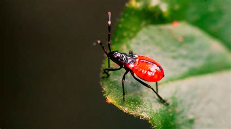 4 Ways To Get Rid Of Red Bugs On Tomato Plants