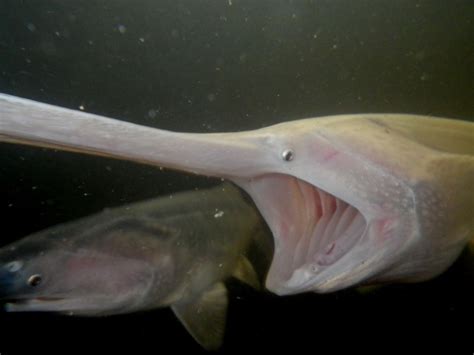 FishSens Magazine | Paddlefish and Changing Migration Patterns ...