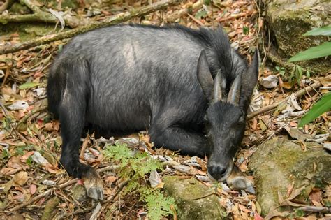 Indochinese serow (Capricornis maritimus)