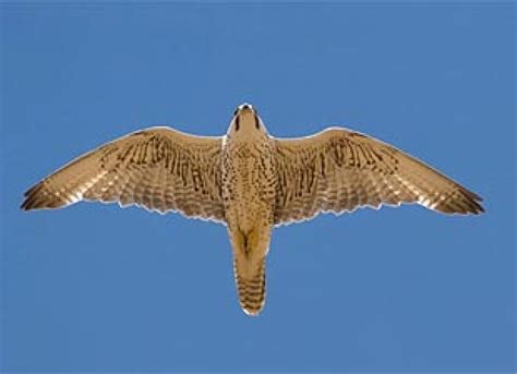 Falcon Genome Project Sequences Genomes Of Iconic Peregrine And Saker ...