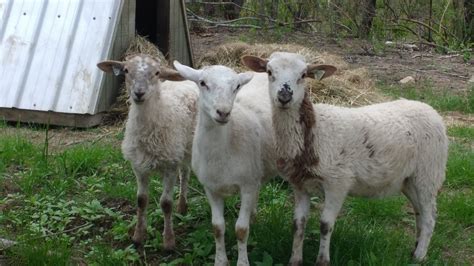 Greener Days Farm - Katahdin Sheep - Greener Days Farm