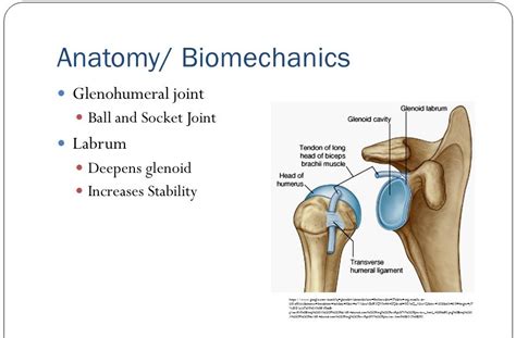 Diagram Of Shoulder Labrum Shoulder Labral Tear Relevant Anatomy And | Images and Photos finder