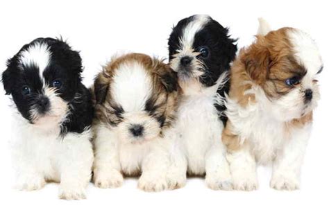 Shih Tzu Puppy: How to Prepare for Your New Puppy