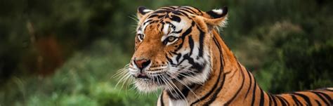 Bengal tiger_predator – Orangutan-world.com