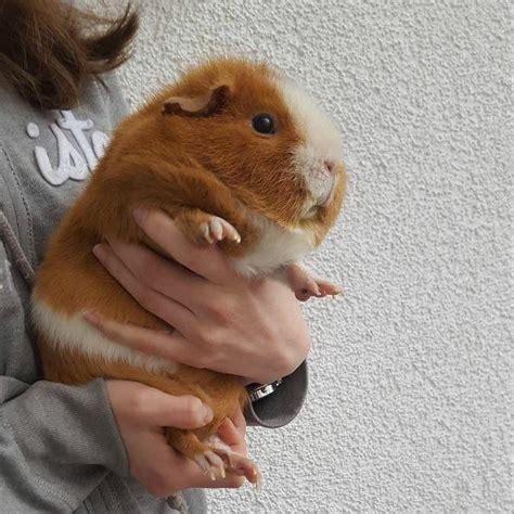 Absolute UNIT of a guinea pig : r/AbsoluteUnits