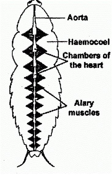 Number of chambers in the heart of cockroach is toppr.com