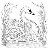 Swan Coloring Pages – Coloring Corner sketch template
