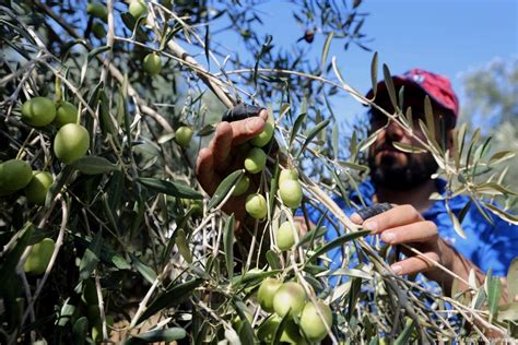 Israel blocks Palestinian access to farmland ahead of olive harvest ...