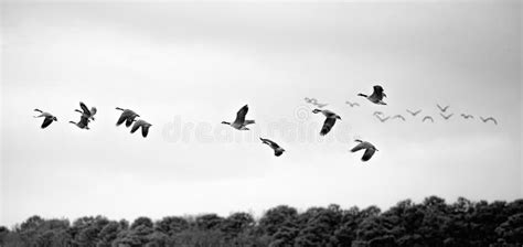 Geese in Flight on Maryland`s Eastern Shore Stock Image - Image of ...