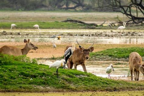 Bharatpur Bird Sanctuary – The Complete Guide to a Birding Extravaganza! – Guide: Best Places to ...