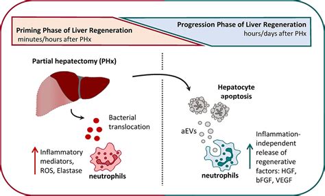 New role of immune cells in liver regeneration identified