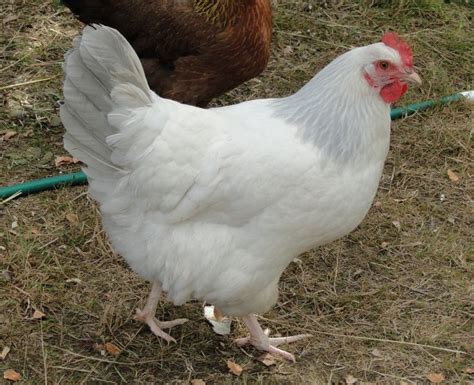 639 best Brown egg laying chicken breeds images on Pinterest | Chicken ...