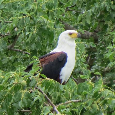 Birds of Kruger National Park, South Africa 17 | Kruger national park ...