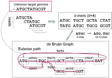 Illustration of de Bruijn graph-based assembly. | Download Scientific ...