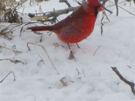 Snow Bird Feeders - LetterPile