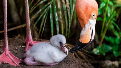 Baby Flamingos