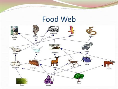 PPT - The Taiga Biome Presented By: Anish Agarwal PowerPoint Presentation - ID:2421479