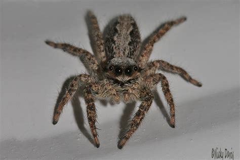 Spider Photos -Salticidae Platycryptus californicus in Draper, 8 ...