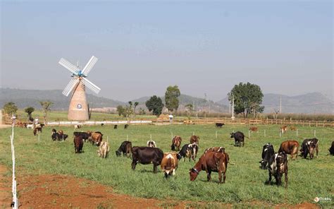 Tham quan trang trại bò sữa Đà Lạt - Vinamilk Organic Milk Farm - Eholiday.vn