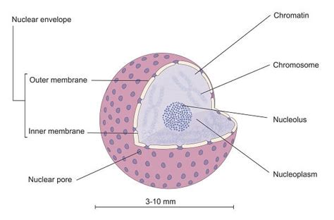 Animal Cell - The Definitive Guide | Biology Dictionary