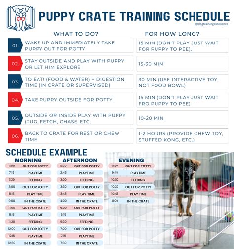 Effective puppy crate training schedule – Artofit