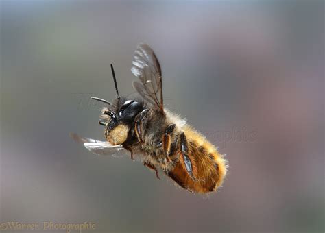 Mason bee carrying mud photo WP33063