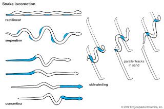 How do snakes move? – Snake Catchers Brisbane