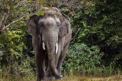 16 Amazing Indian Elephant Facts - Facts.net