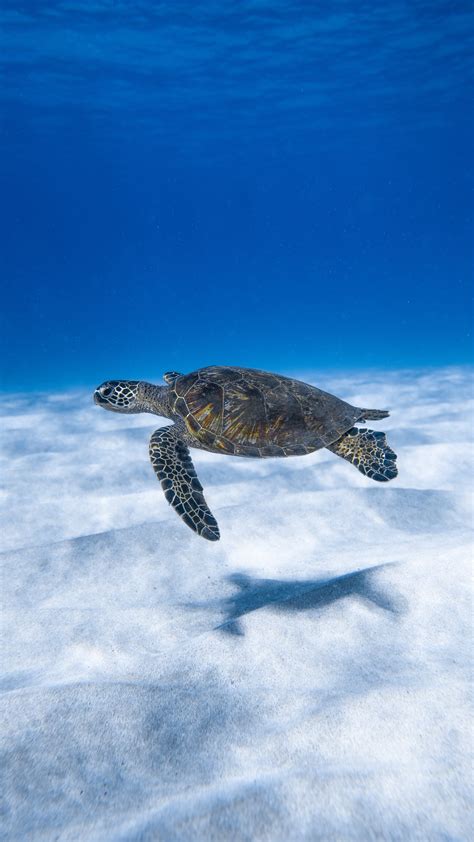 Snorkeling in the British Virgin Islands