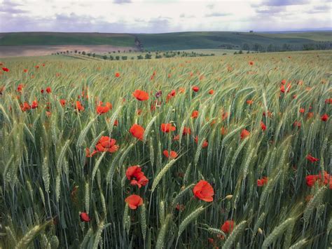 Blooming poppies at South Moravian meadow, Czech Republic