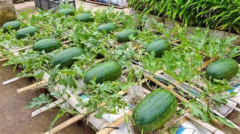 How to Grow Watermelons in your Backyard or Garden