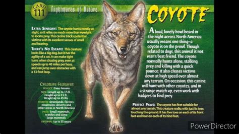 coyote sound effects - YouTube